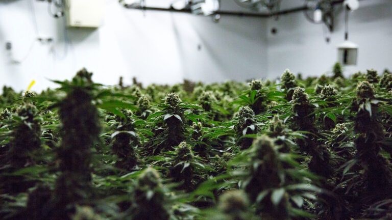 Hundreds of plants grow inside a white-walled, windowless room with mechanical equipment installed along the walls and ceiling.