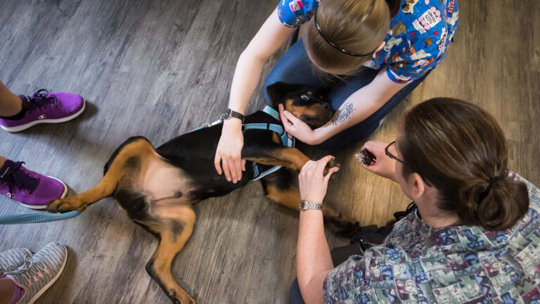 A rottweiler puppy named Tank is examined by a veterinarian in Abbotsford, B.C., in 2019. B.C.’s draft legislation could simplify recognition of foreign vet credentials.