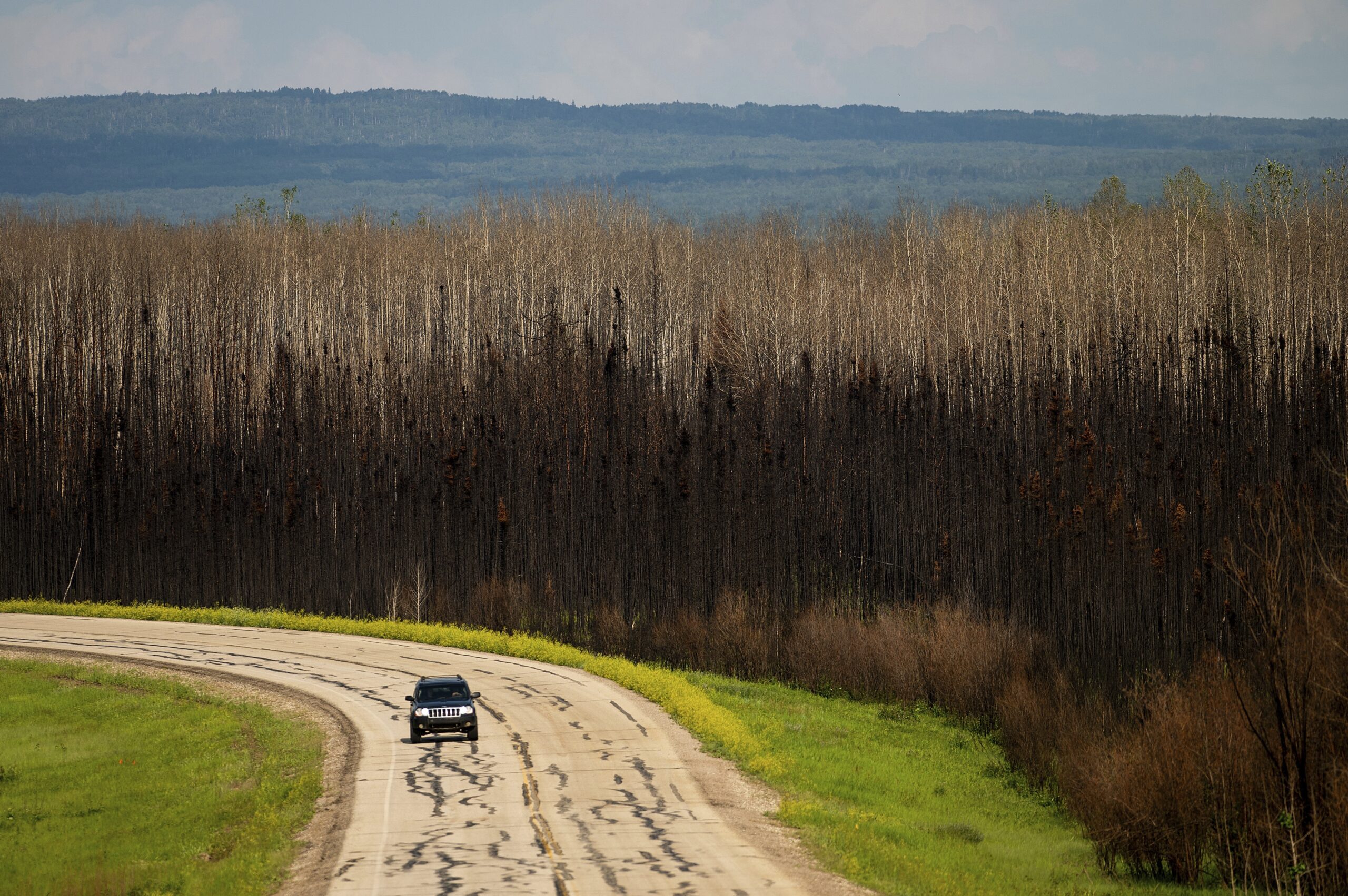Les arbres sont brun foncé et brun pâle, avec des collines ondulantes bleutées à l’arrière-plan. À l’avant-plan, une voiture circule sur une route brun pâle bordée de courtes herbes vertes et jaunes.
