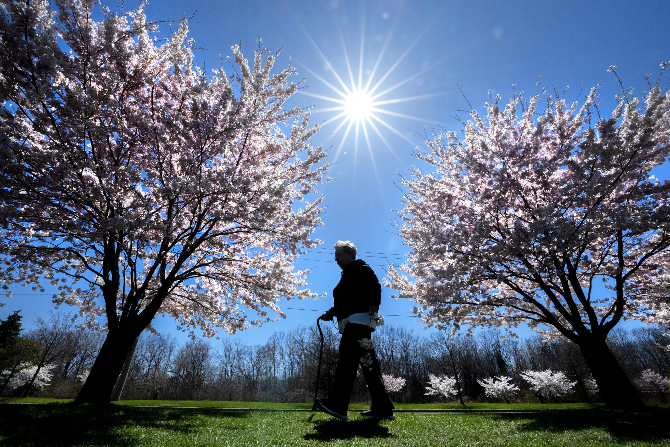 The woman has a walking cane. The sun is a dazzling spot between the two pink-flowered trees on a day with a clear blue sky.
