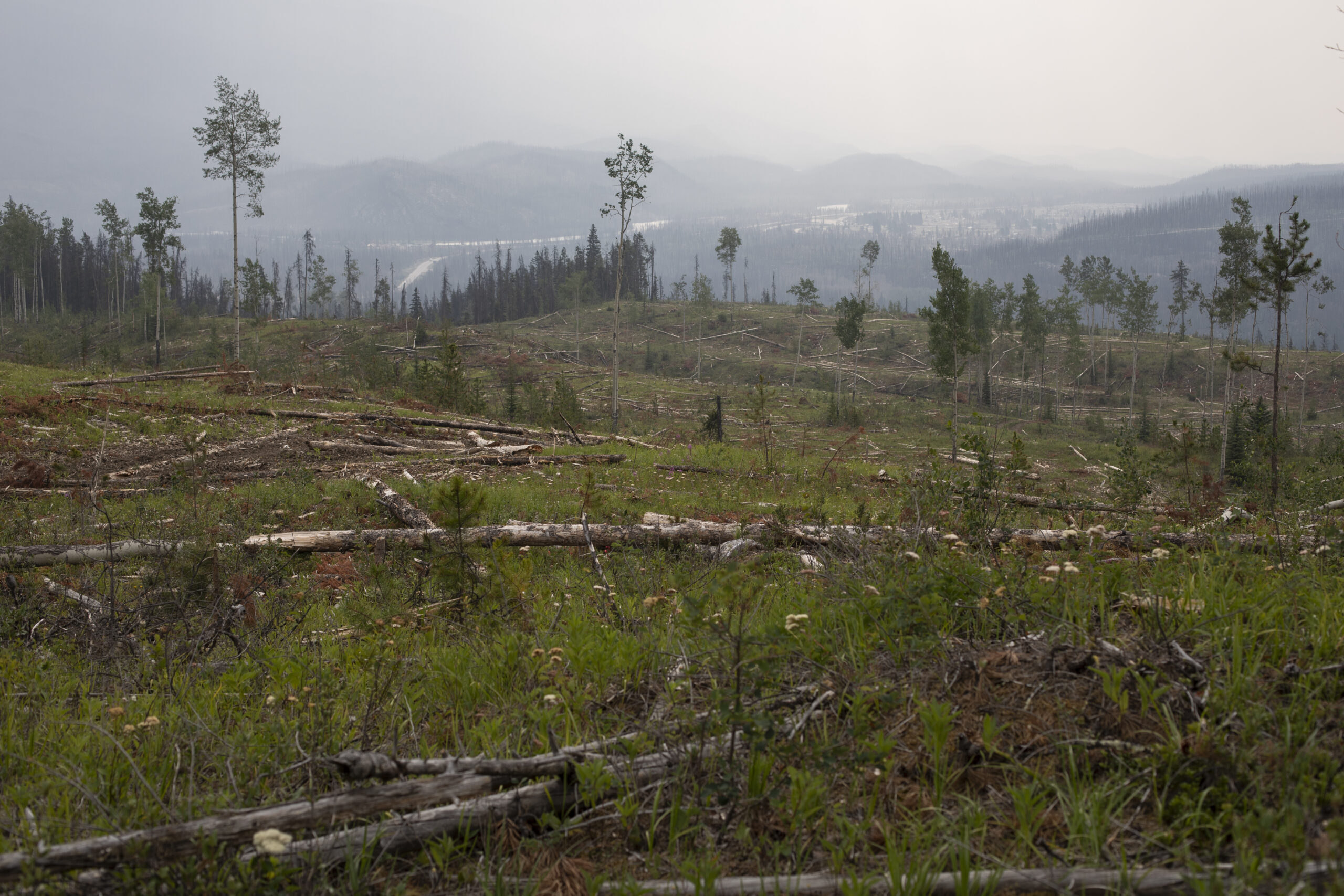De longs billots sont éparpillés dans une clairière entourée d’épaisses rangées de conifères, avec des montagnes au loin.