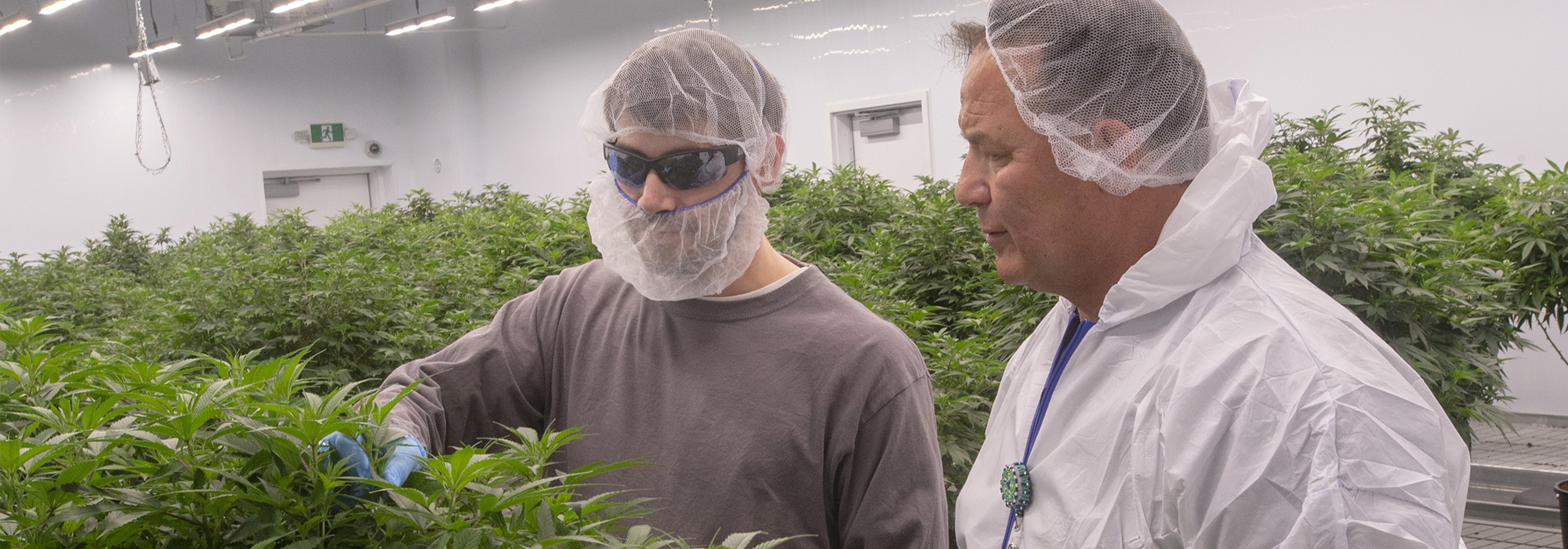 Canada-must-respect-Indigenous-cannabis-laws