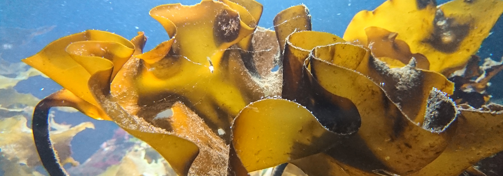 Challenges-in-restoring-Canadian-marine-biodiversity