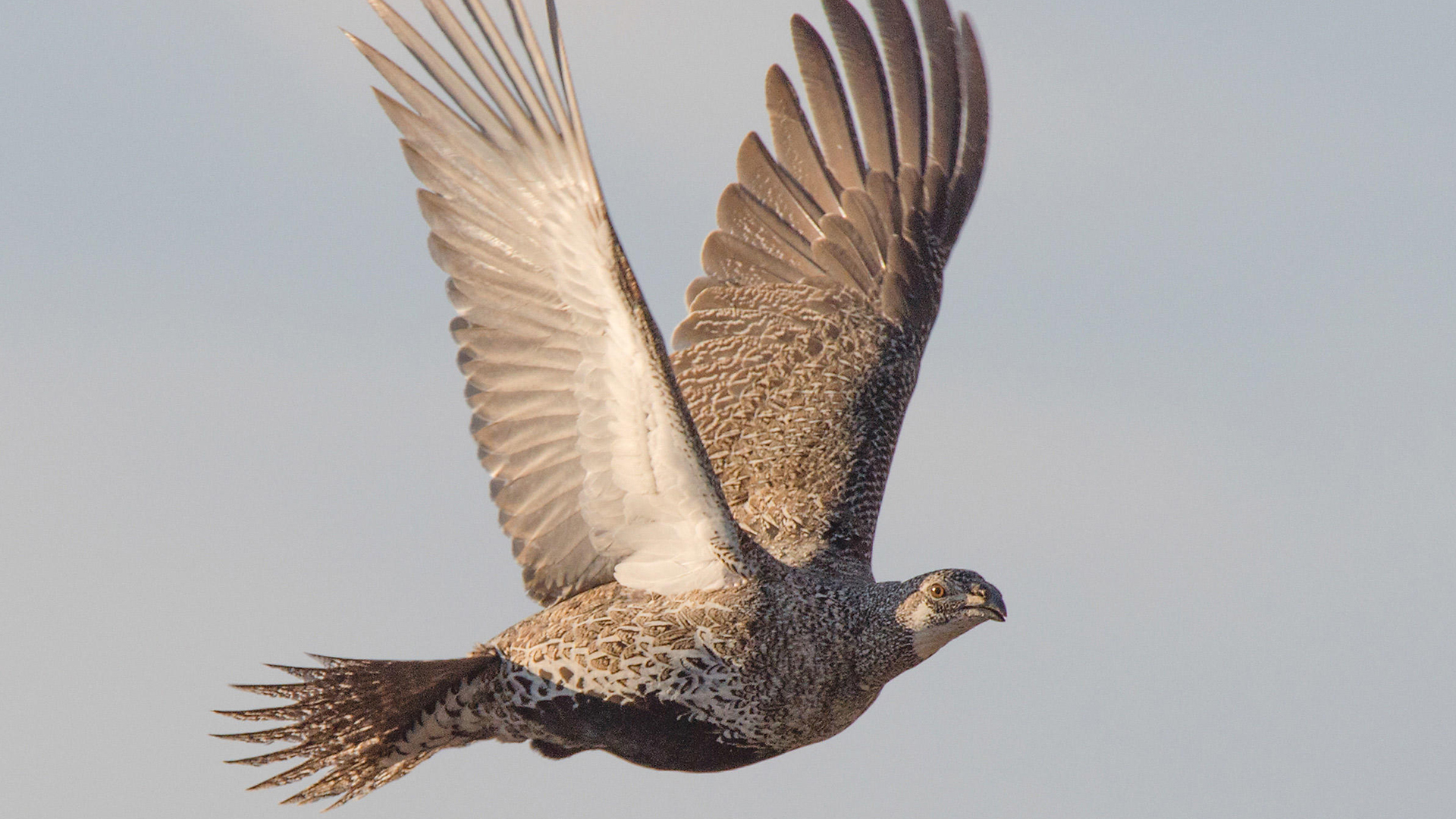 Closing-the-gaps-in-protection-for-species-at-risk