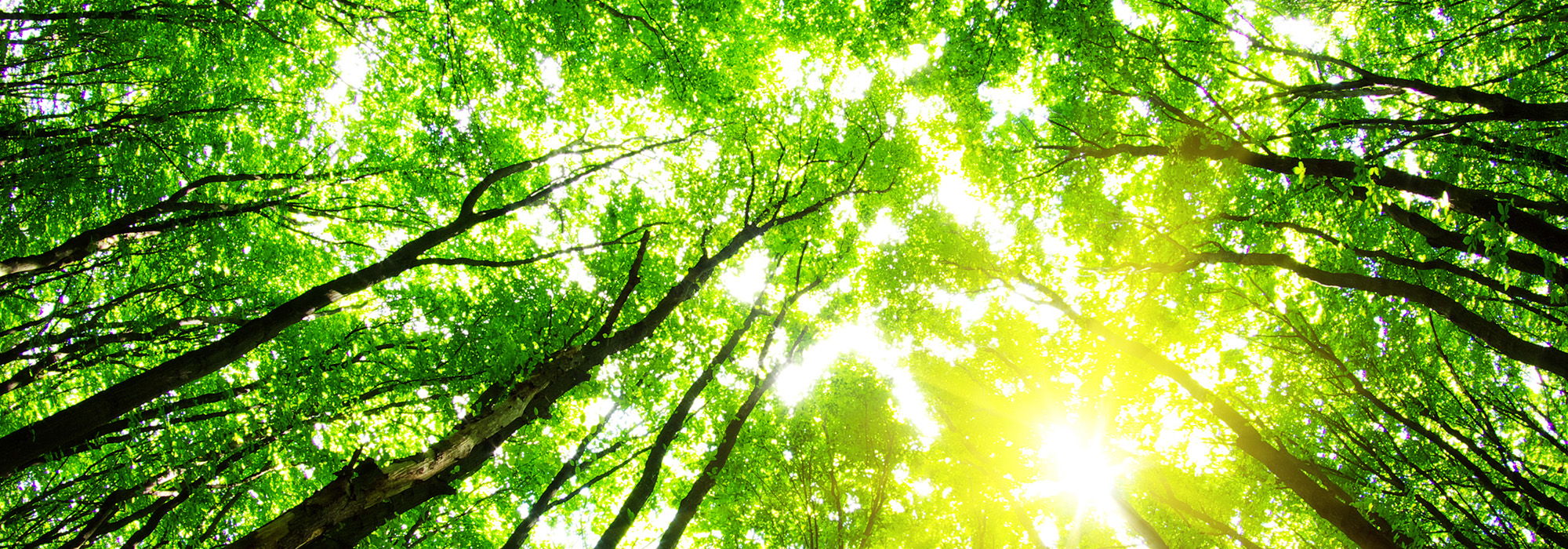 DFAIT-on-the-environment