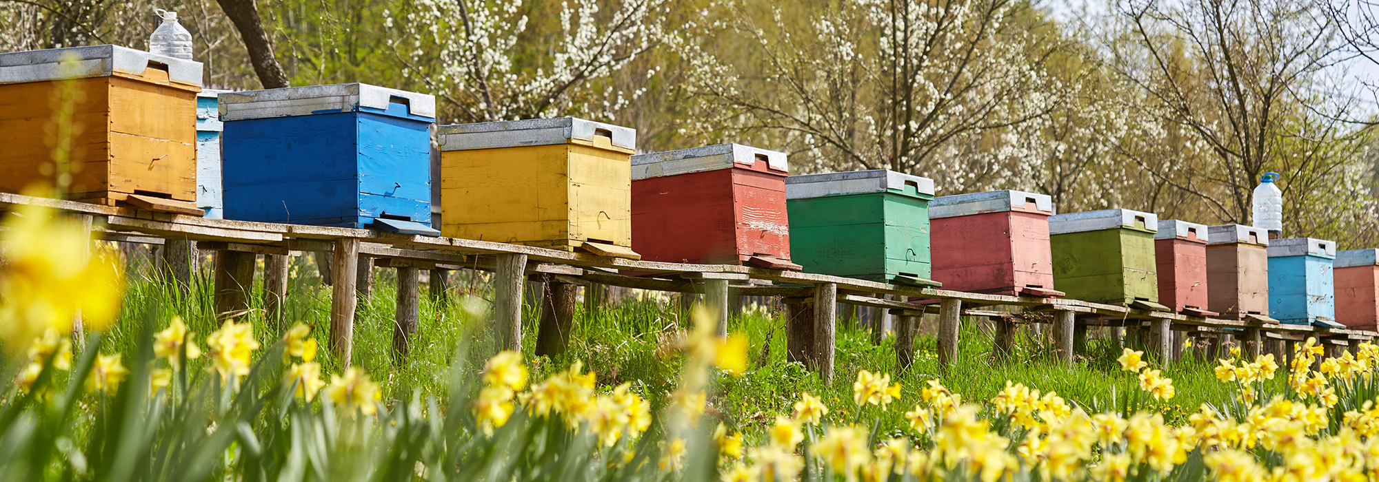 Neonicotinoids-Canada-must-stop-stalling