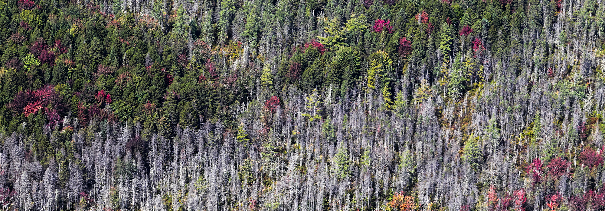 Plant-trees-but-remember-nature-is-more-than-a-carbon-sink