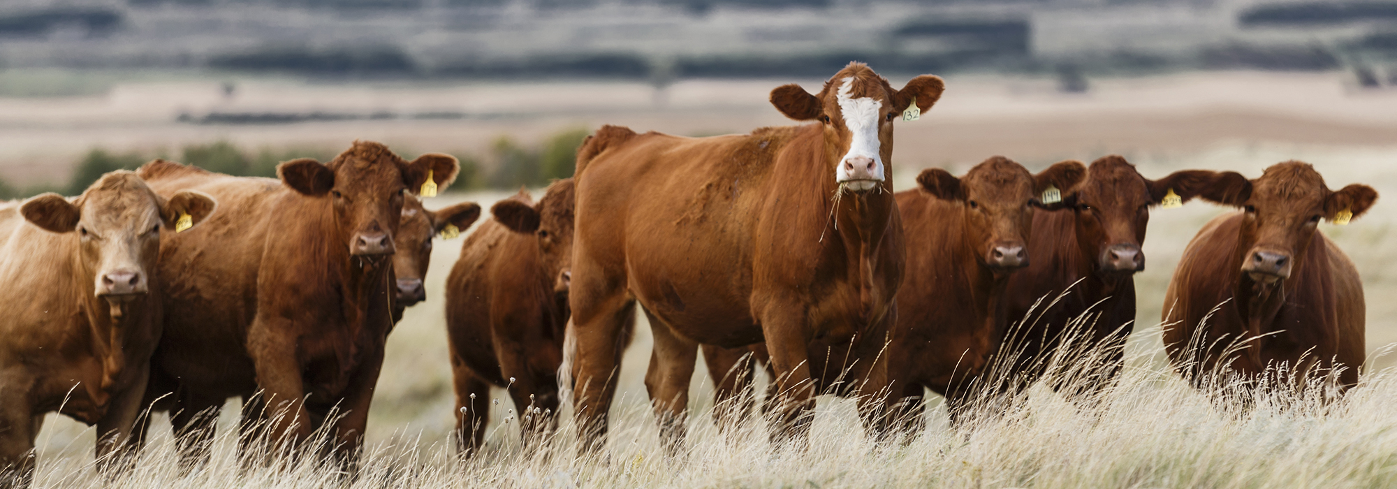 The-climate-case-for-moderate-beef-and-dairy-consumption