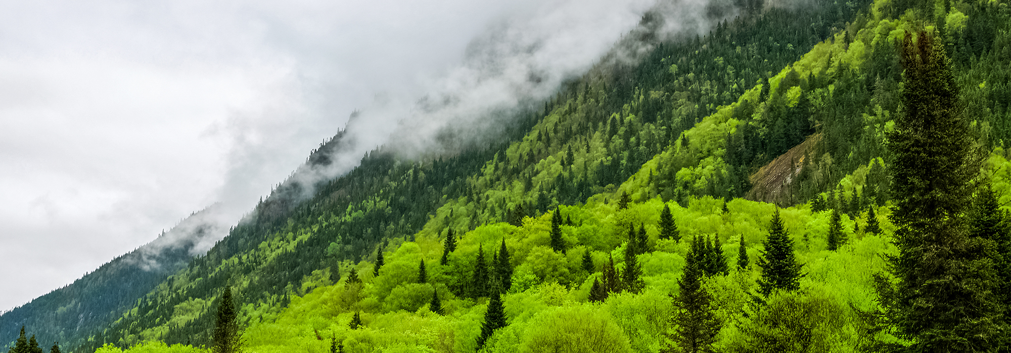 Time-to-rethink-how-we-manage-our-forests