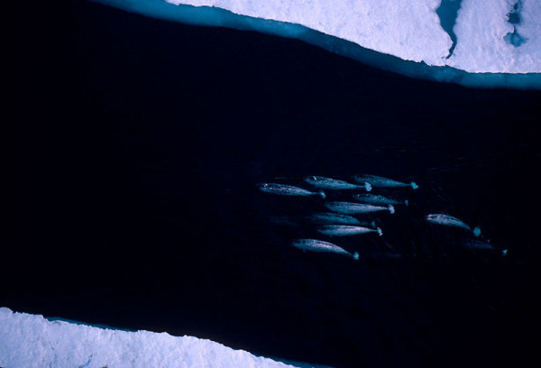 WEB_279182-600x408