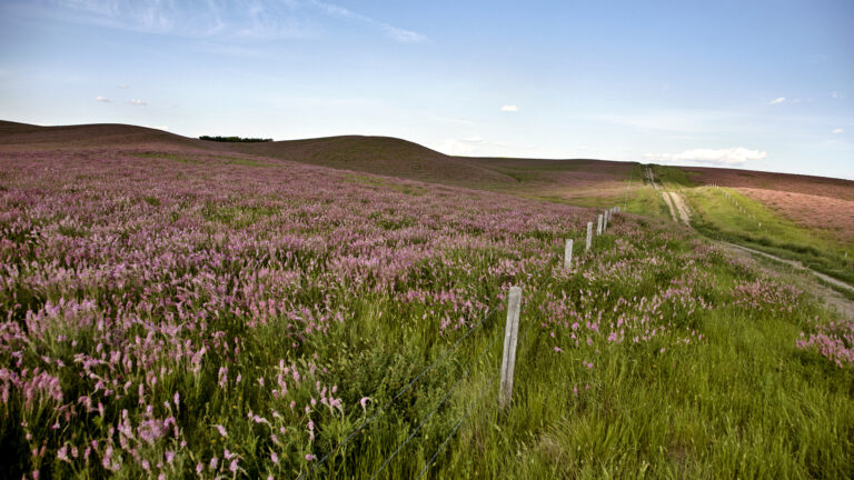 A long view of a gently sloping field covered in small pink blossoms. On the right, a country road with a swath of green grass on either side of it cuts through the crop. The horizon darkens in the distance on a day with a pale blue sky.