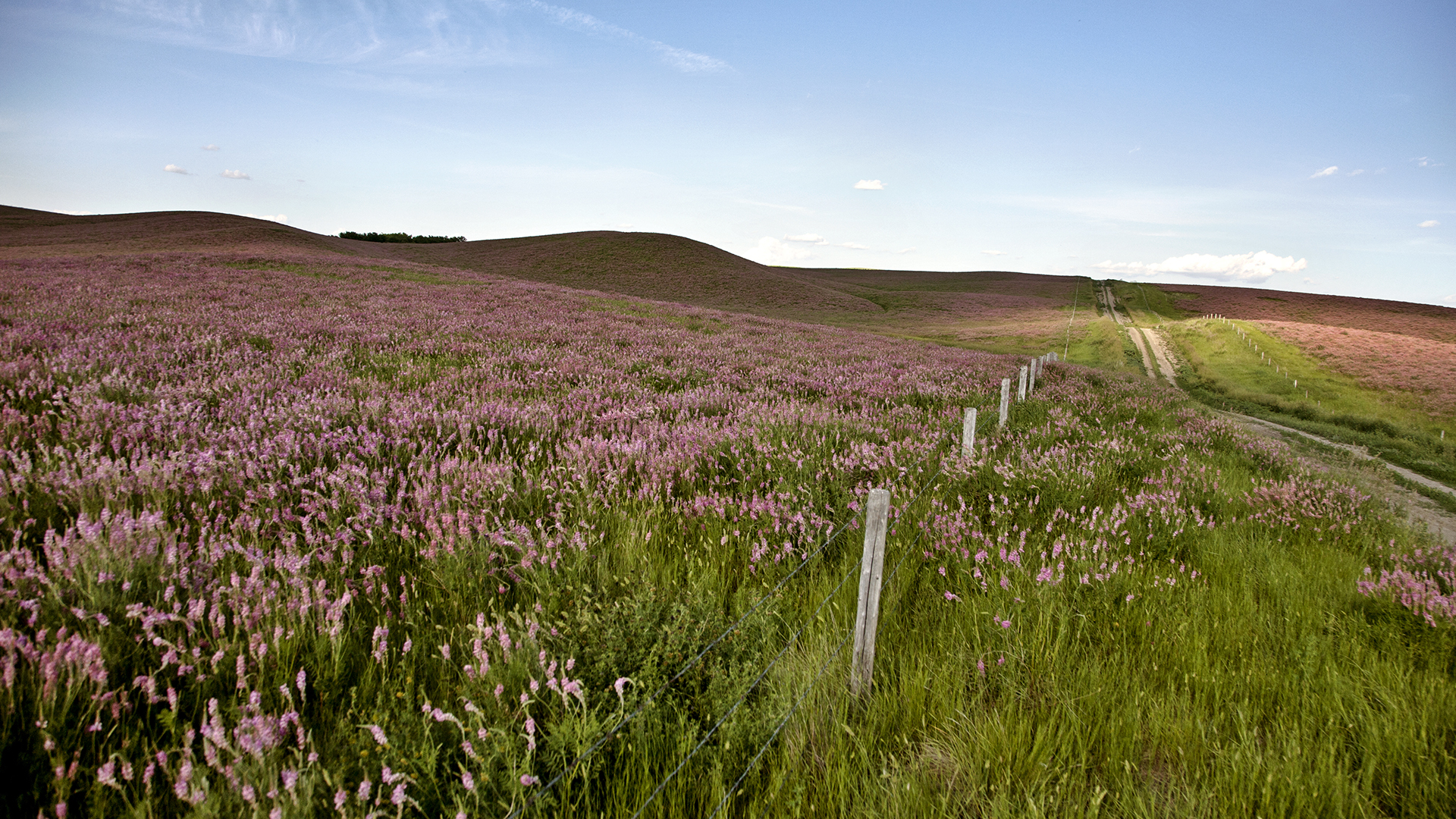 A long view of a gently sloping field covered in small pink blossoms. On the right, a country road with a swath of green grass on either side of it cuts through the crop. The horizon darkens in the distance on a day with a pale blue sky.
