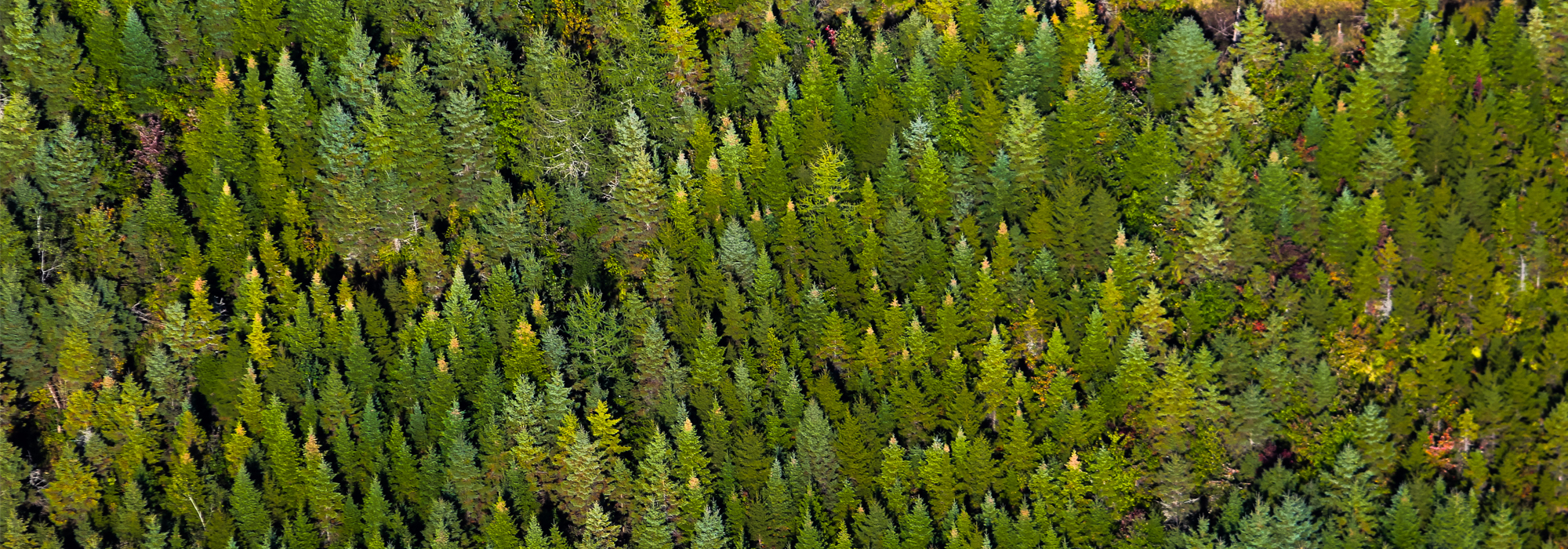 WordPress-Canada-needs-to-close-the-logging-loophole