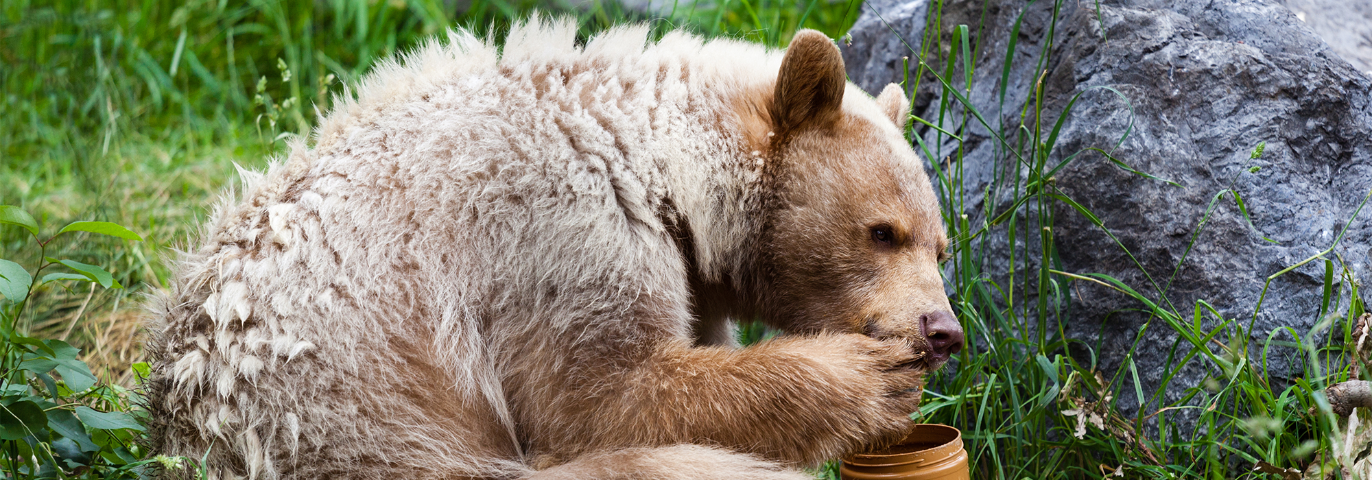 WordPress-Image-bear