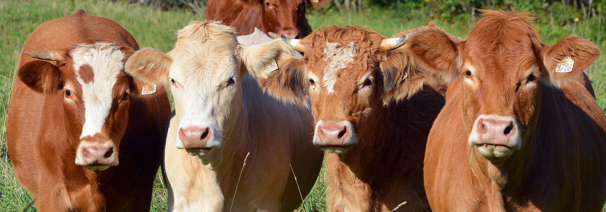 WordPress-Image-cows-agriculture