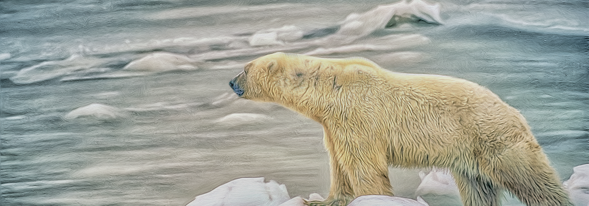 WordPress-Image-polar-bear
