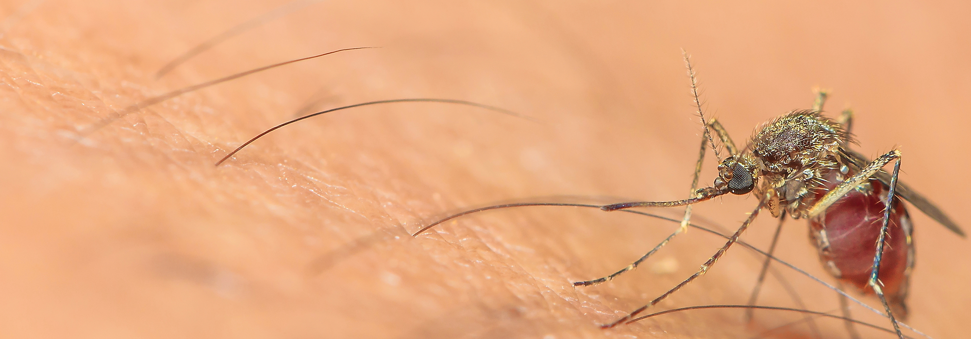 WordPress-Image-zika2