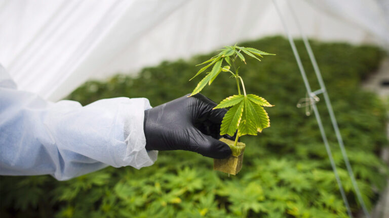 Under a white, plastic tent filled with young cannabis plants, a seedling is held by a person wearing a black glove and a white plastic coat.