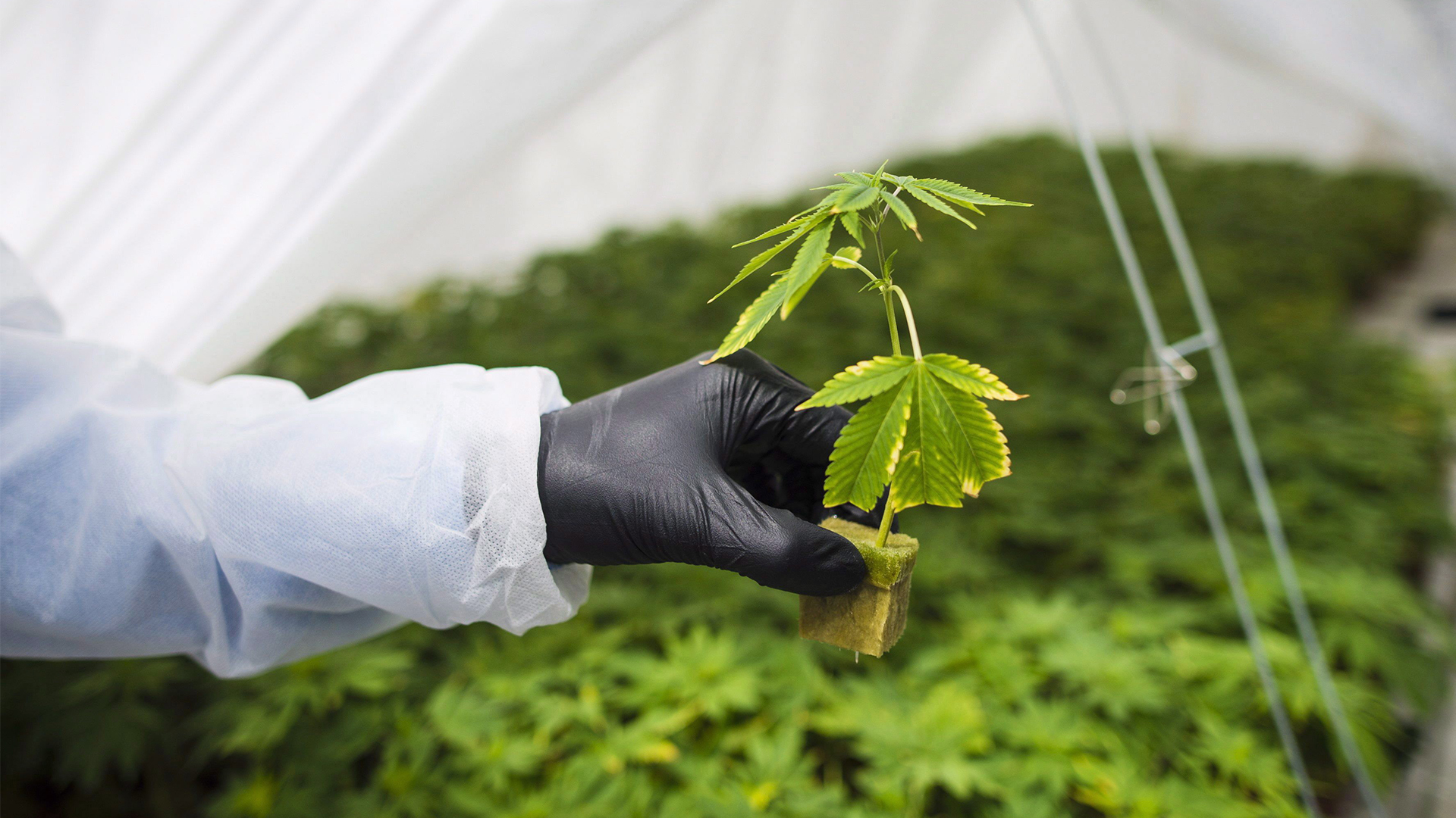 Under a white, plastic tent filled with young cannabis plants, a seedling is held by a person wearing a black glove and a white plastic coat.