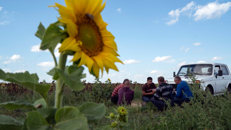 A sunflower is pictured in the foreground with five farm workers crouched in front of a white vehicle and a blue sky with a few fluffy clouds.