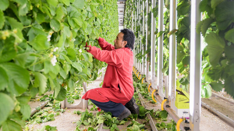 A greenhouse worker in a red apron works on strawberry plants hanging vertically.