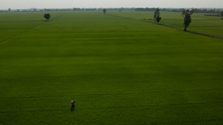 A lone figure with a tank strapped to his back walks in the midst of a vast expanse of green rice fields with a few trees in the background.