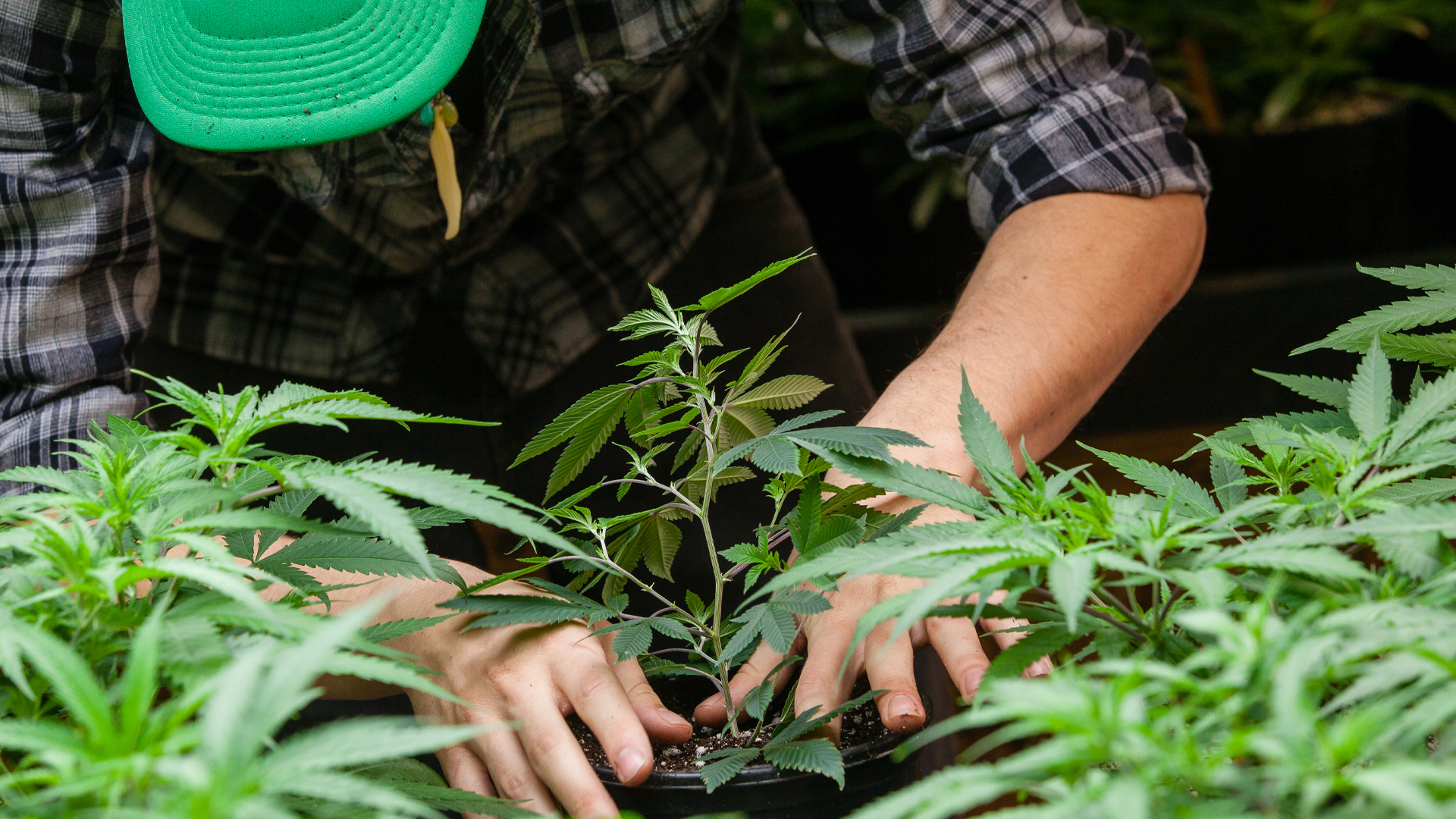 Wordpress-Cannabis-growers-still-treated-as-criminals