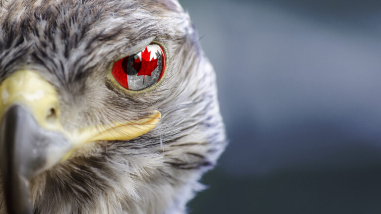 Un faucon dont l’œil est recouvert du drapeau canadien translucide avec un effet de déformation.