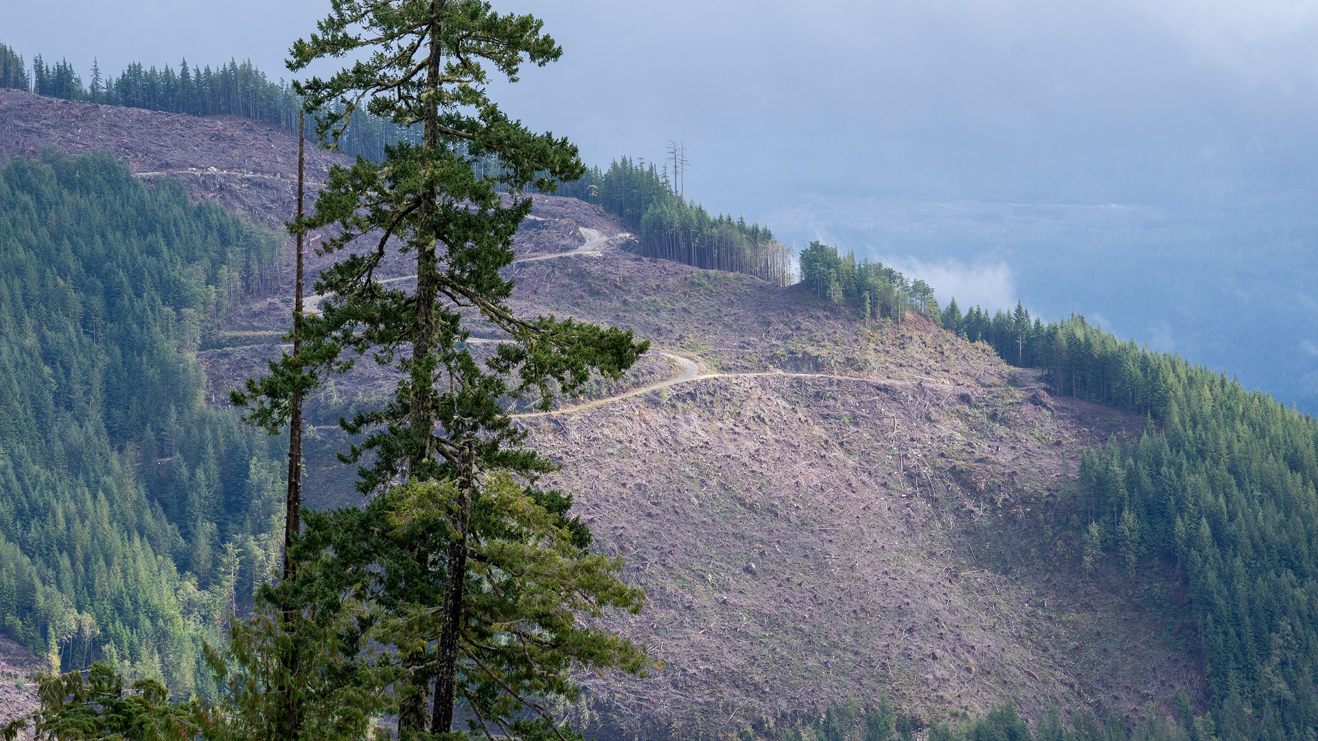 Wordpress-Emissions-from-destruction-of-nature-hidden-by-rhetoric