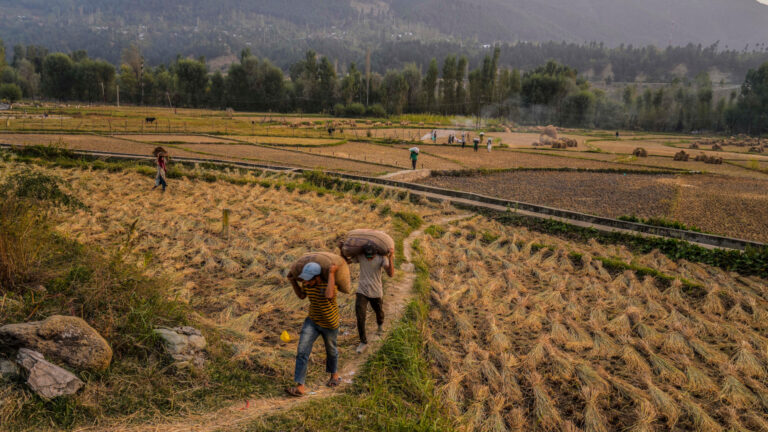 Farmers with brown sacks of grain draped over their shoulders walk among dried rice fields.