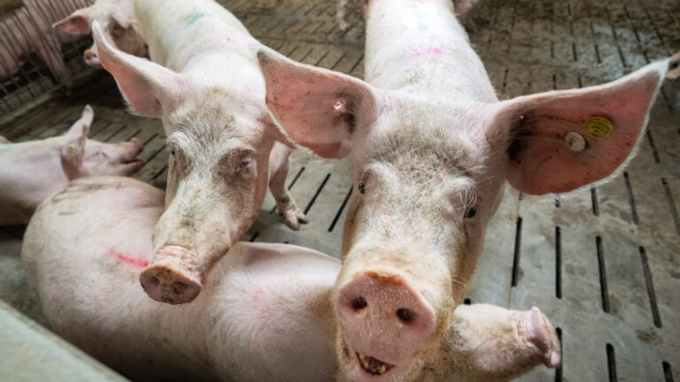 Deux cochons dans une porcherie regardant la caméra avec d'autres cochons en arrière-plan.