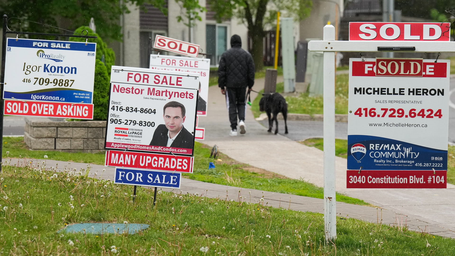 A person is walking their dog down a street where several properties are for sale. Four estate agents' signs can be seen on a small plot of land.