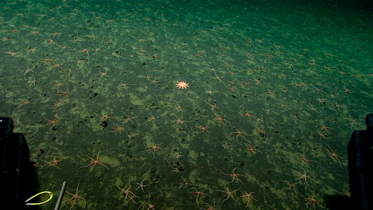 A Sunstar and the thinner brittle stars sit on a carpet of green vegetation on the ocean floor.