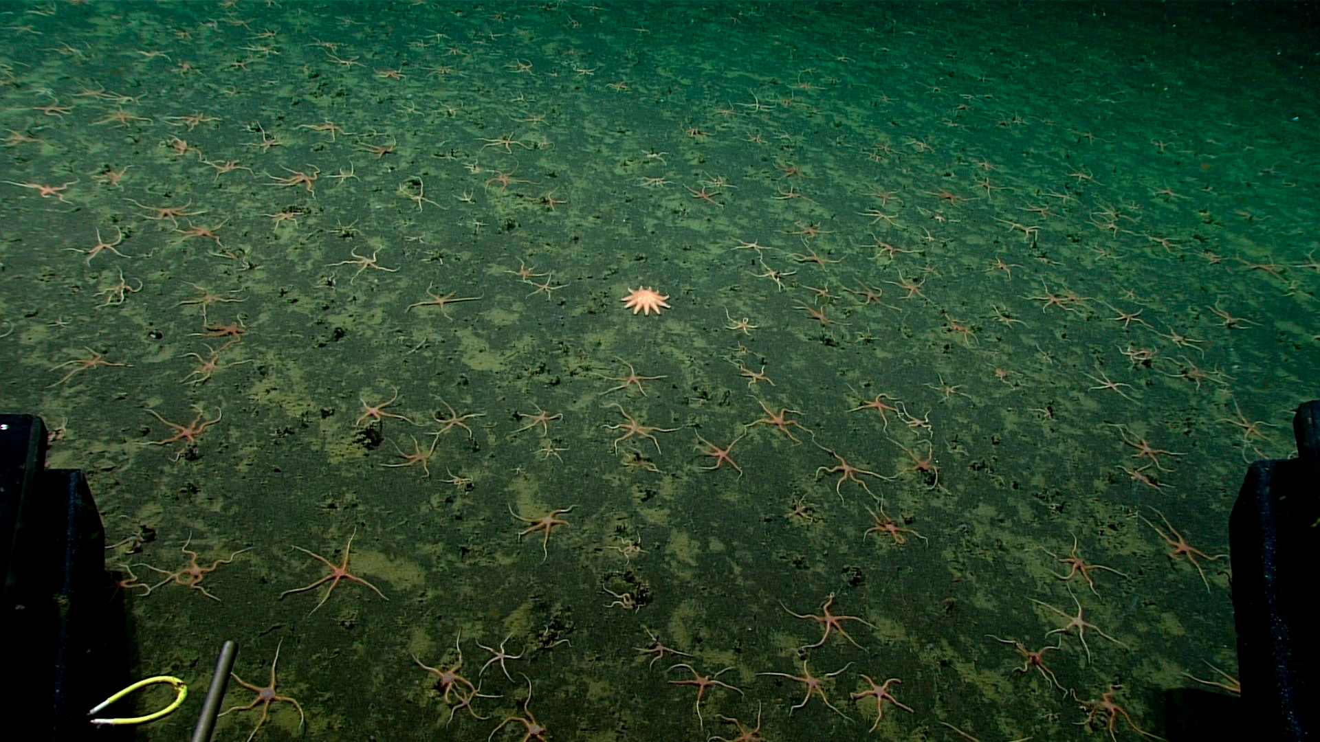 A Sunstar and the thinner brittle stars sit on a carpet of green vegetation on the ocean floor.