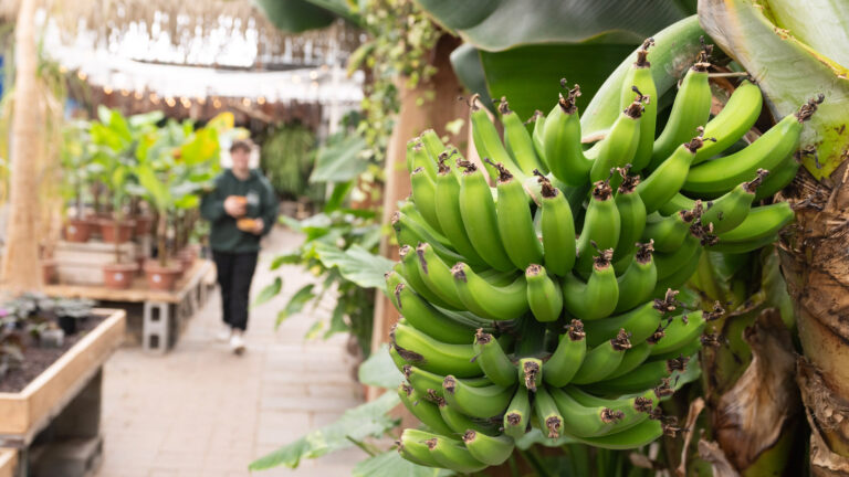 A bunch of green bananas. Growing in a greenhouse in Quebec.