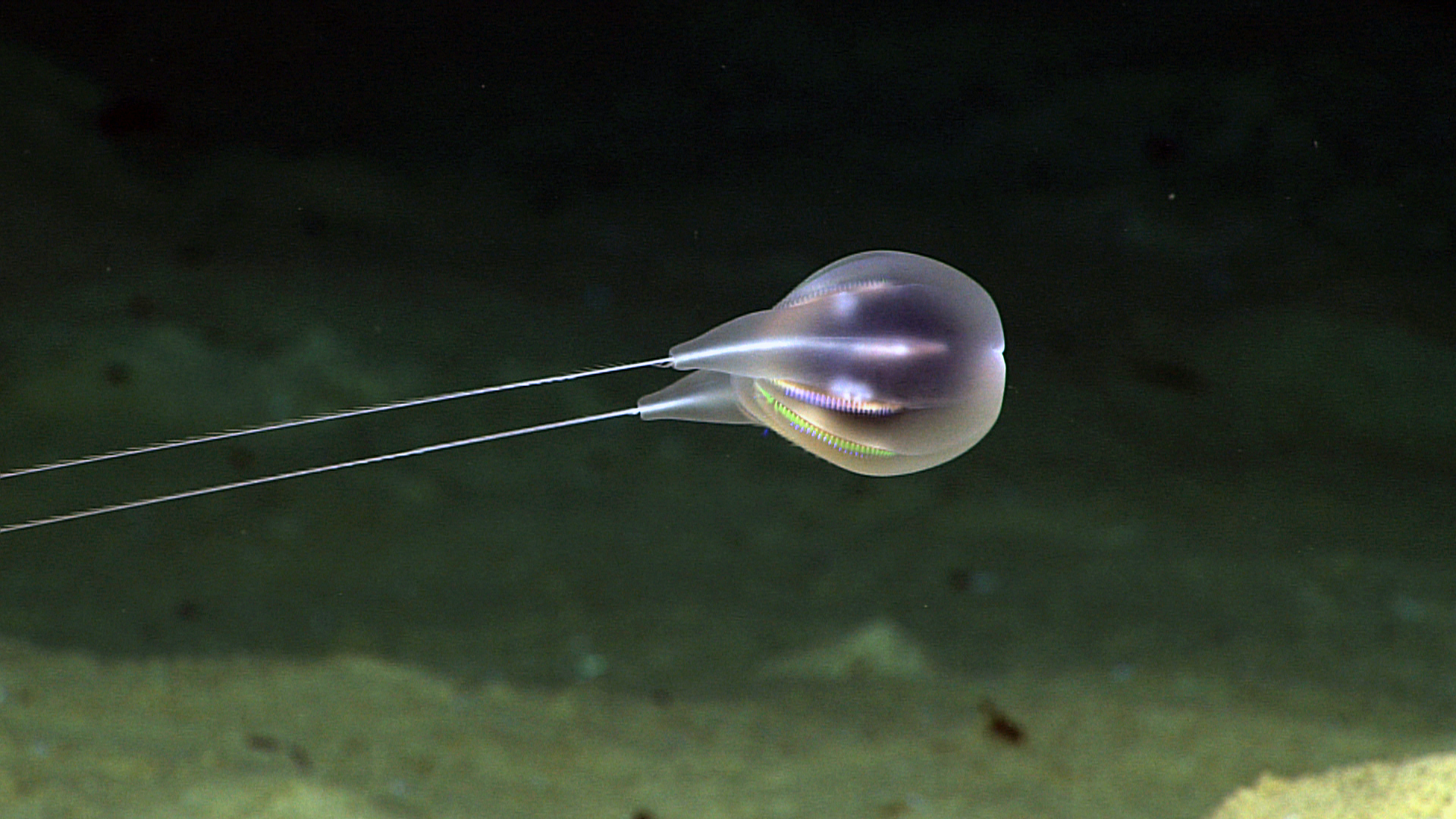 A round, translucent deep sea creature with two long thread-like tails.