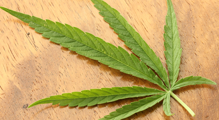 cannibis