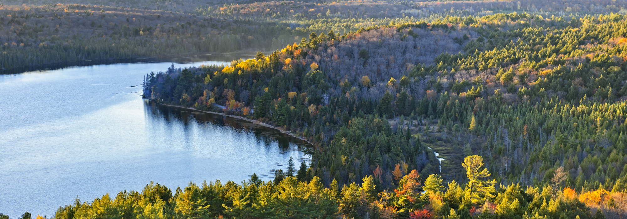fall-forest