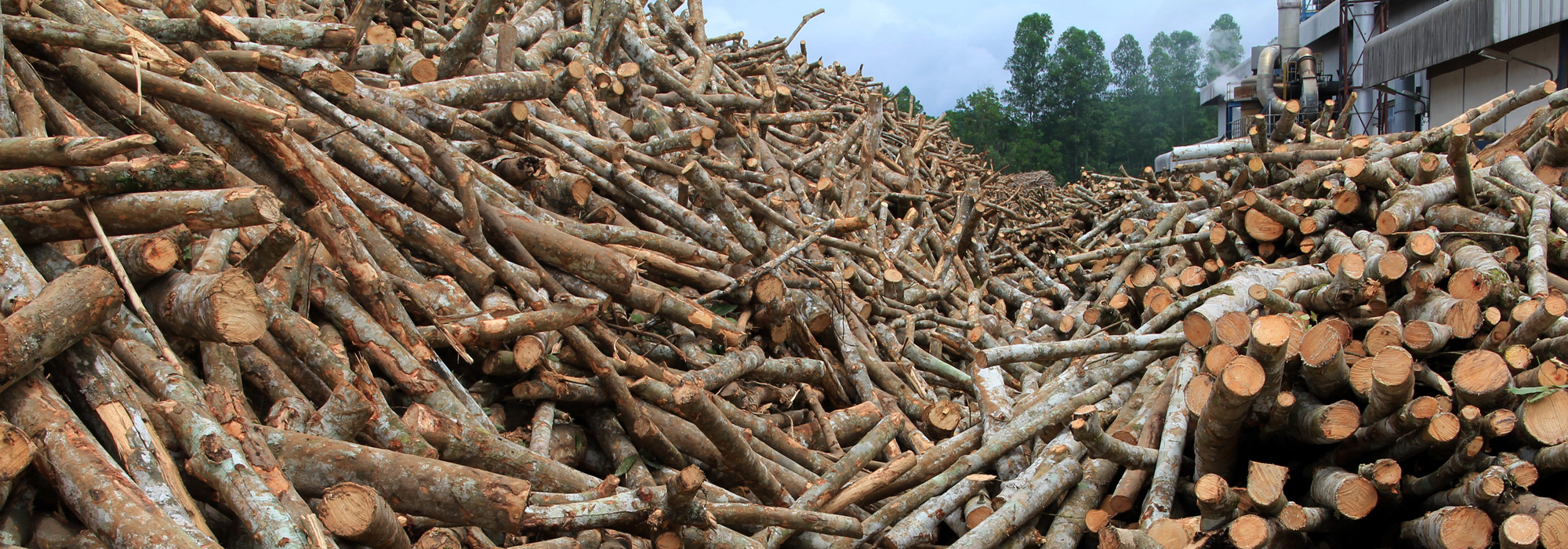log-wood