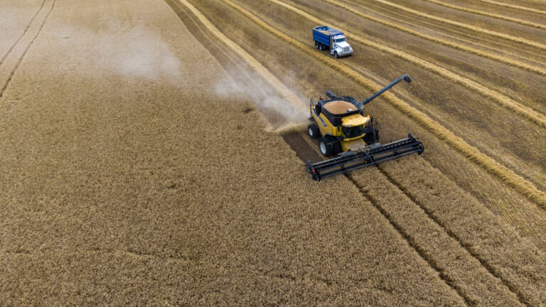 Seen from above, a combine passes diagonally through the field, which looks like a light-brown rug.