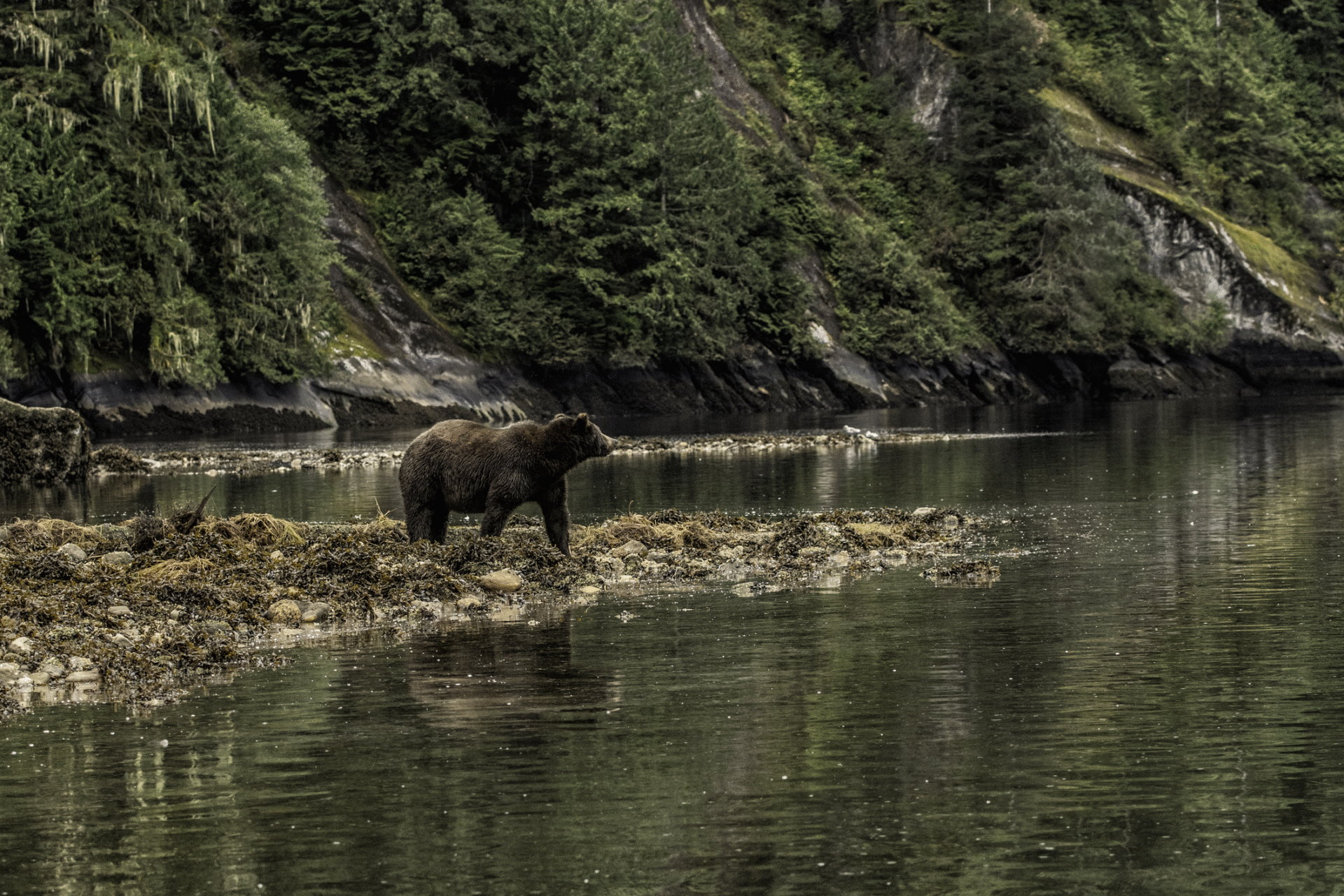 Grizzli sur une plage de la Great Bear Rainforest