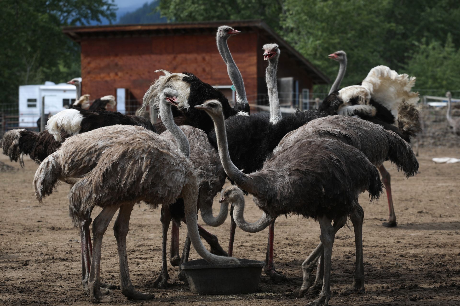 Ostriches gathered around a feeder.