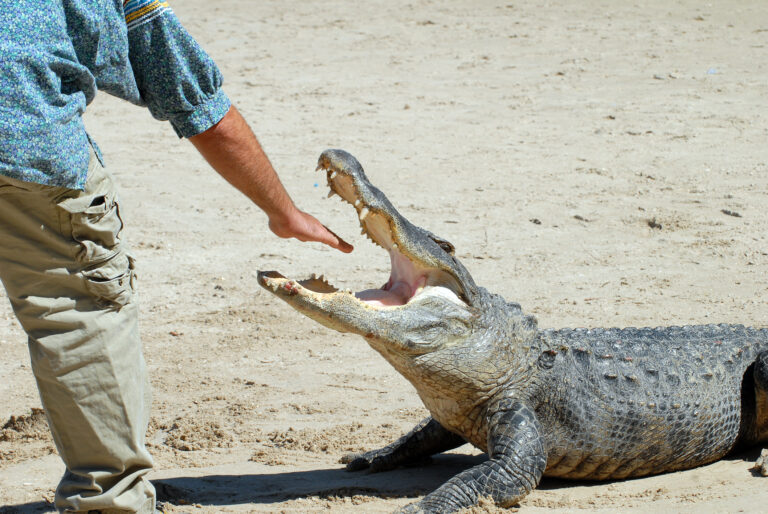 A man placing his hand in the open mouth of an alligator.