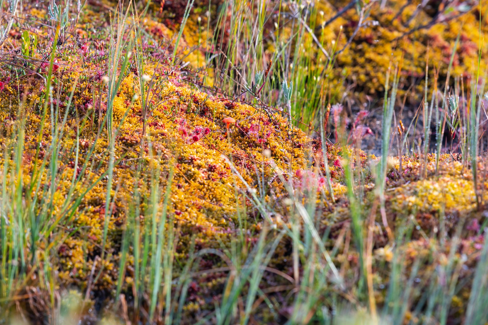 A closeup of tiny pink flowers and golden yellow flowers with thin green ornamental grass tufts running through them. 