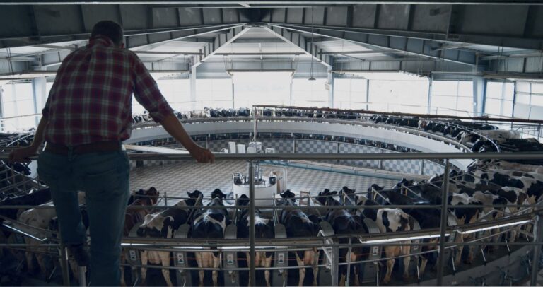 Farmer monitoring an automated rotary milking system in a dairy barn.