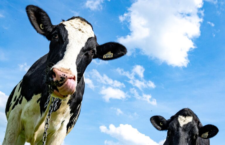 Two cows photographed from below with a blue sky with puffy clouds in the background.