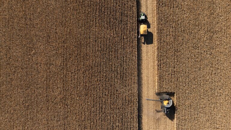 An overhead view of a combine harvester cutting a swath through a field of brown plants, alongside a tractor towing a grain trailer.