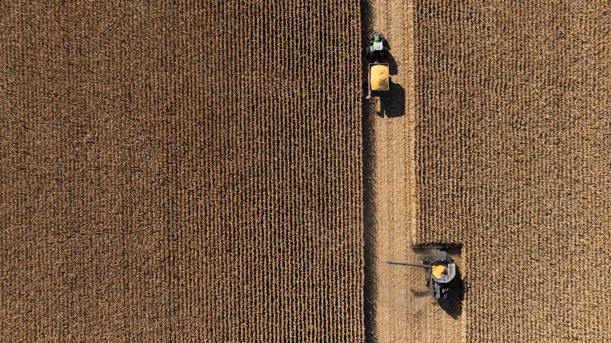 An overhead view of a combine harvester cutting a swath through a field of brown plants, alongside a tractor towing a grain trailer.