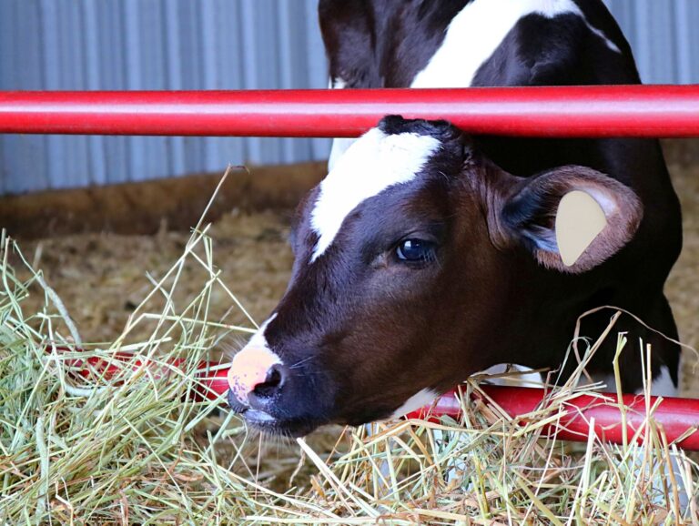 Holstein calf in a stable eating hay.
