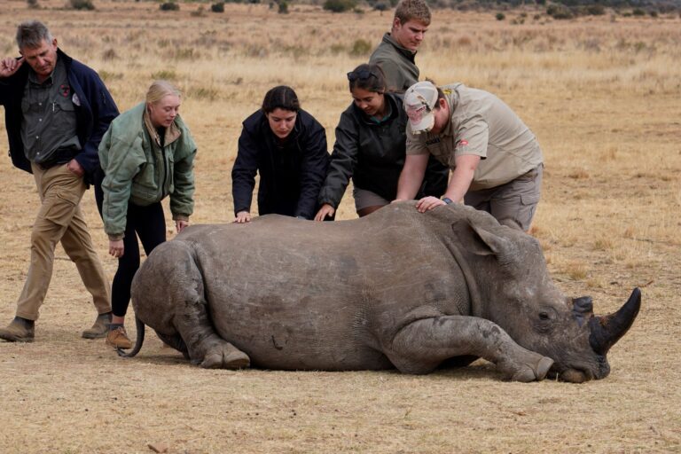 Six people are gathered around the rhino on the ground.